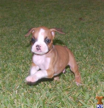 Puppies in GA